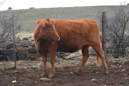 DSC 5105